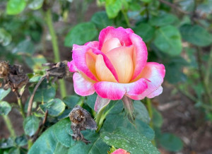 Rosey